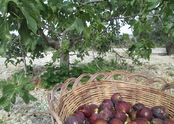 Alojamento de Turismo Rural Donna Beatrice *